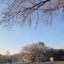 하늘에너지(주) 평화주유소 | 🌸 [과천] 서울대공원 동물원 벚꽃 실시간 현황! 만개 시기 예상 &amp; 귀여운 동물들 (4월2일 방문후기)