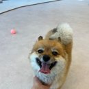 루루애견 이미지