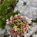 바위 솔 이미지