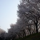 조천변 벚꽃길 이미지