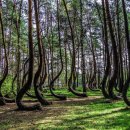 숲(Forest) 이미지