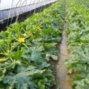 김종덕농장 이미지