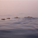 (주)조원관광진흥(베스트웨스턴 군산호텔) | [김해출발] 보홀 여행 추석연휴 한정 선착순 특가 안내