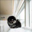 퍼피트렌드 이미지