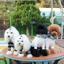 도그스101 이미지