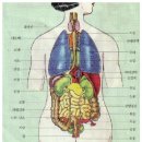 오장육부 이름과 위치 익히기 이미지