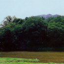 소요대 Daum카페