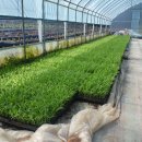 천평경로당 이미지