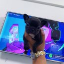 댕댕 일번가 이미지