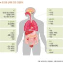장수담배