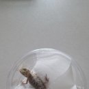 쥬니크 | 비어디드래곤 키우는 법｜초보 집사 준비물부터 사육 환경까지 완벽 안내서 (파충류매장 수원 쥬니크)