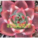 철화농장 이미지