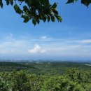 Gotjawal: The mysterious forest that keeps dying to survive 곶자왈 이미지