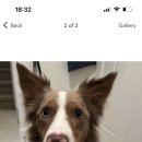 피피푸푸 이미지