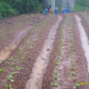 영곤농장 이미지