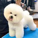 햇살애견미용실 이미지