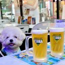 삼산미래타운점 | 부평 삼산 애견동반 술집 추천, 펀비어킹 인천삼산미래타운점 야외 테라스