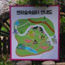 연희봉투 | 2026 서대문 봄빛 축제 후기 연희숲속쉼터 주차 꿀팁 안산 벚꽃마당 가는 법