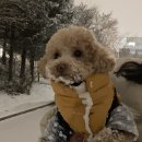 김호두 네이버블로그