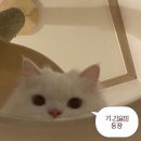 낭만 실조