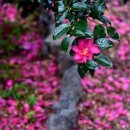 동백4로 이미지