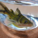 장날국밥 이미지