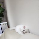 반하나캣