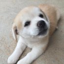 댕댕이# 이미지