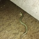 장어 입질 대박 이미지