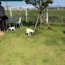 부산 강서구 애견운동장 하이멍 일요일 방문후기 (내돈내산임)