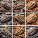 번성 | 삼엽충 멸종의 비밀 (3억년 번성, 대멸종, 화석기록)