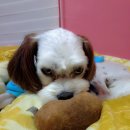 한수풀동물병원 이미지