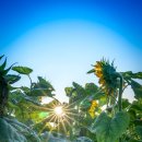 타로테라피 이미지