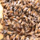 내검농장 이미지