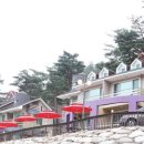 로얄트리 이미지