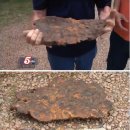 운석농장 이미지