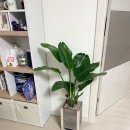 락희슈퍼