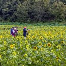 난정리(해바라기정원) 이미지