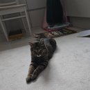 딩글딩글고양이 이미지