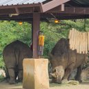 서울대공원 | 서울대공원 동물원 리얼 후기🐘 주차, 할인, 꿀팁 총정리!