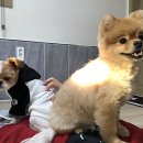 개리비안베이