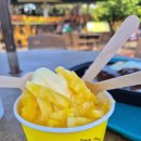 쭉돌농장 | 하와이 돌플랜테이션 키티 기념품 아이스크림 기차 입장료 가는법