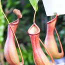 표면장력 없애는 계면활성제 만들어 곤충을 익사시키는 헬리암포라(Heliamphora) 이미지