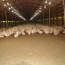 동강농장 이미지