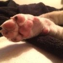 핑크강아지 이미지