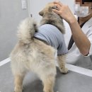 김포보듬동물의료센터 | 강아지구내염 강아지잇몸염증엔 겔타입 프롬더셀 오랄리페어