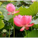 연꽃테마파크 Daum카페