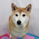 펫피파니 이미지