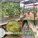 제주 필 하우스 | 비오는날 제주 가볼만한곳! &lt;김정문 알로에숲&gt; 알로에 구경하고 기초제품도 득템 가능!!