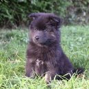 하늘강아지 반려동물 장례식장 이미지